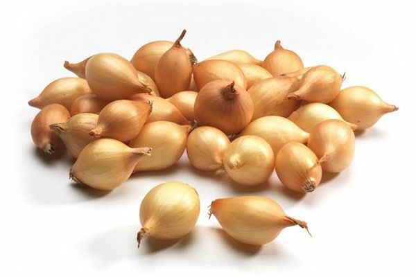 Лук севок семенной