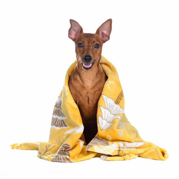 Плед Альв для кошек и собак мелких и средних пород, 70x100 см, желтый