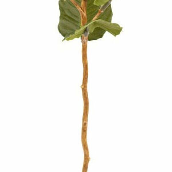 Цветок искусственный Decoland Банксия оранжевый, 59 см