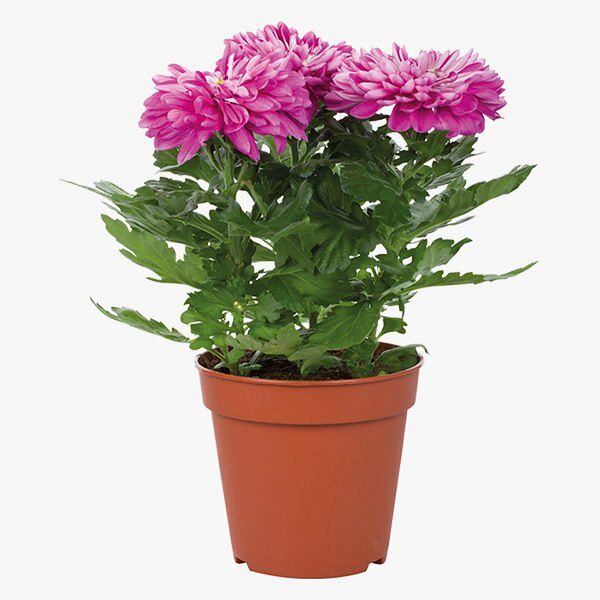 Цветы горшечные Хризантема хит