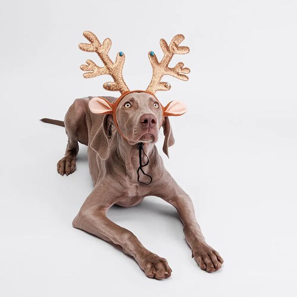 Ободок для собак Рога оленьи с бубенчиками, диаметр ободка 11 см, длина рогов 19 см