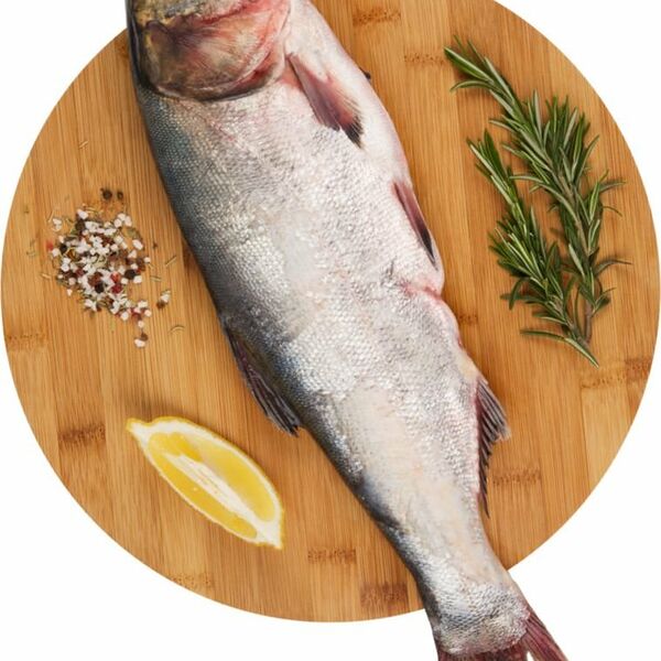 Толстолобик замороженный