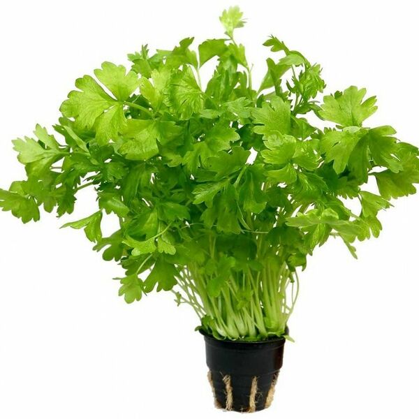 Петрушка в горшочке