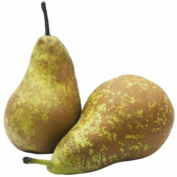 Груши Конференция