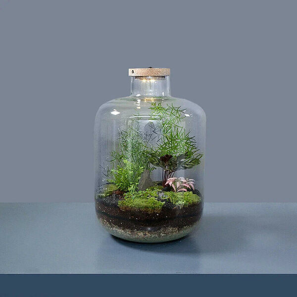 Флорариум Преципуя