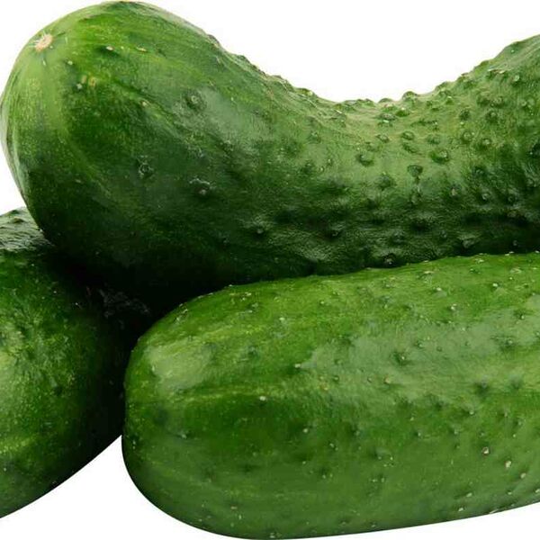 Огурцы тепличные