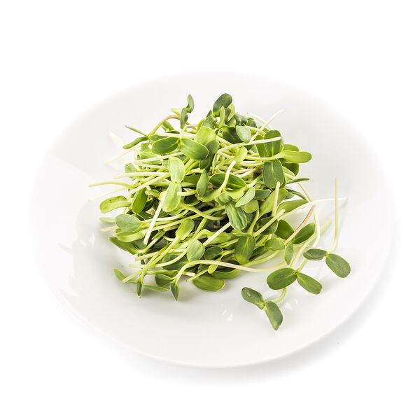 Микрозелень подсолнечника