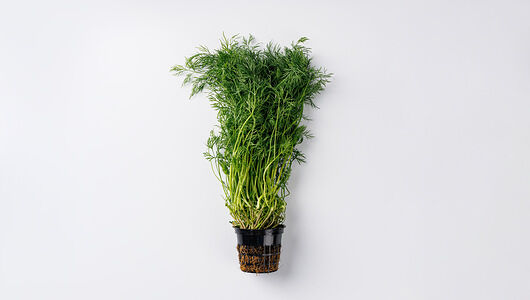 Укроп в горшочке