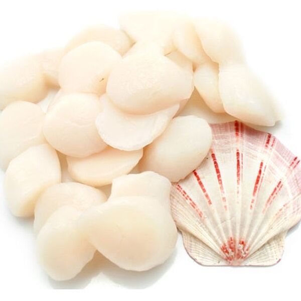 Морской Гребешок средний