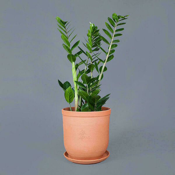 Замиокулькас