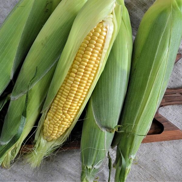 Кукуруза в початке молочная (Danilovskymarket)