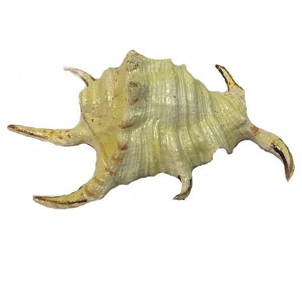 Декорация для аквариума Грот Морская раковина 11,5х7,5х4 см