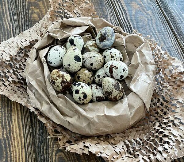 Яйцо перепелиное, 20 шт.(Рязанская птица)