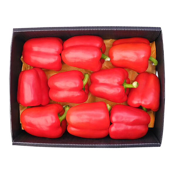 Перец болгарский красный ОПТ