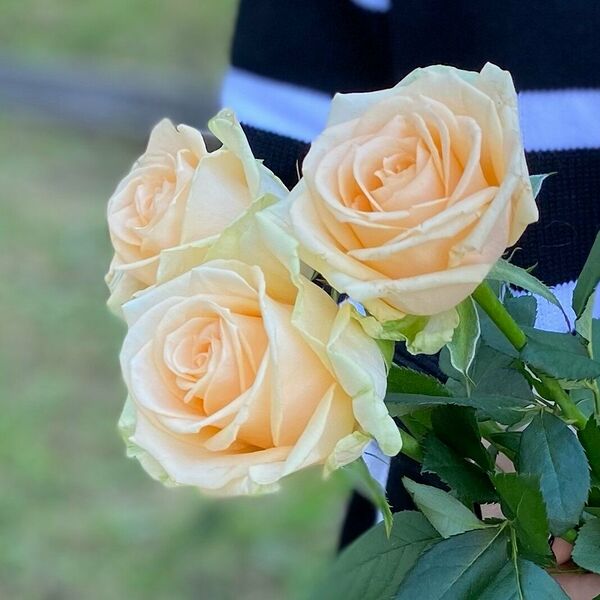 Первоклассная кремовая роза - 3 шт.