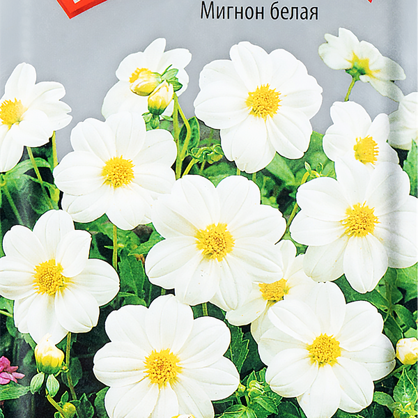 Семена ПОИСК Георгина Мигнон, белая, 0,2г