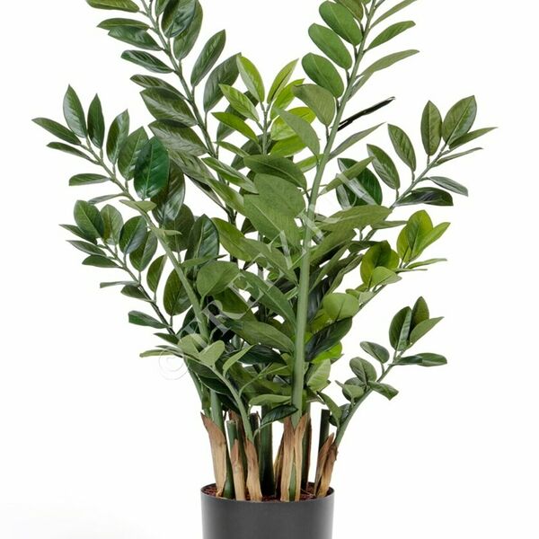 Замиокулькас