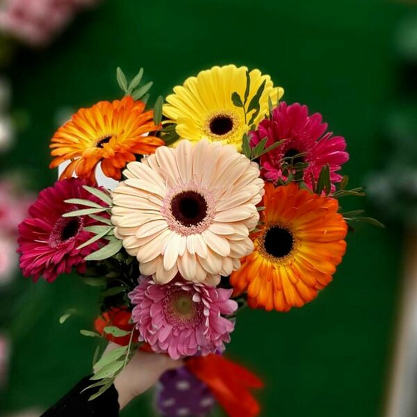 Комплимент из ярких гербер