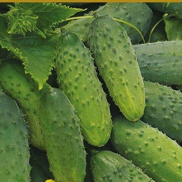 Семена огурец Малышок ТМ Поиск
