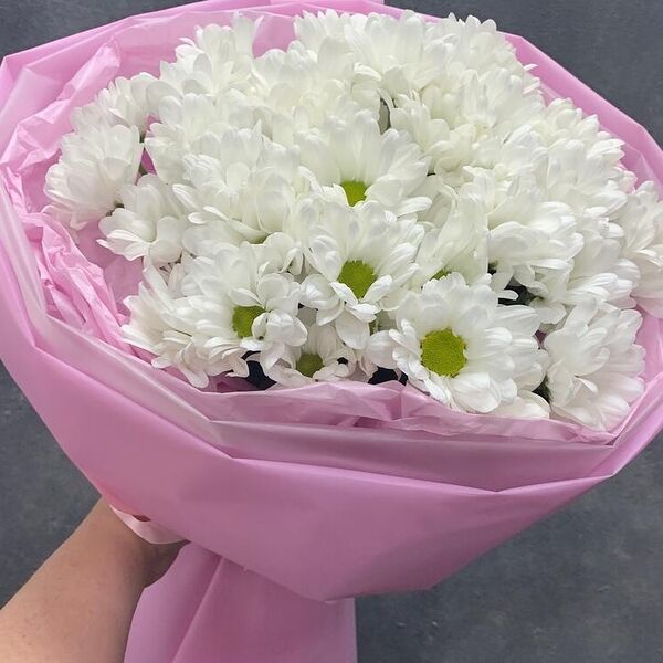 Хризантема Стильная