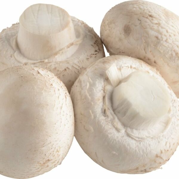 Грибы шампиньоны свежие