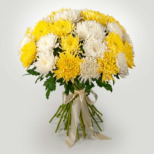Букет 35 желто-белых хризантем Сингл