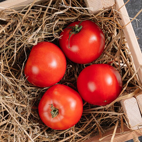 Помидоры узбекские