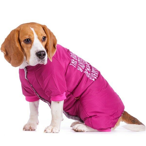 Комбинезон для собак 2XL бежевый (девочка)