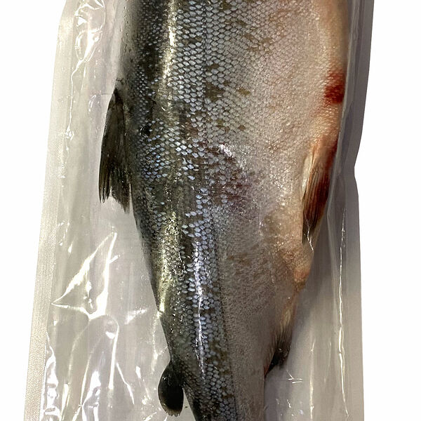 Кижуч потрашеная без головы вес