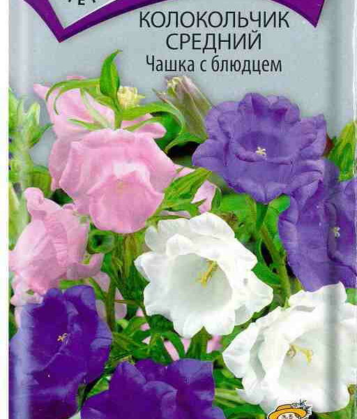 Семена Поиск колокольчик Чашка с блюдцем