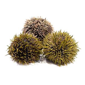 Ёж живой
