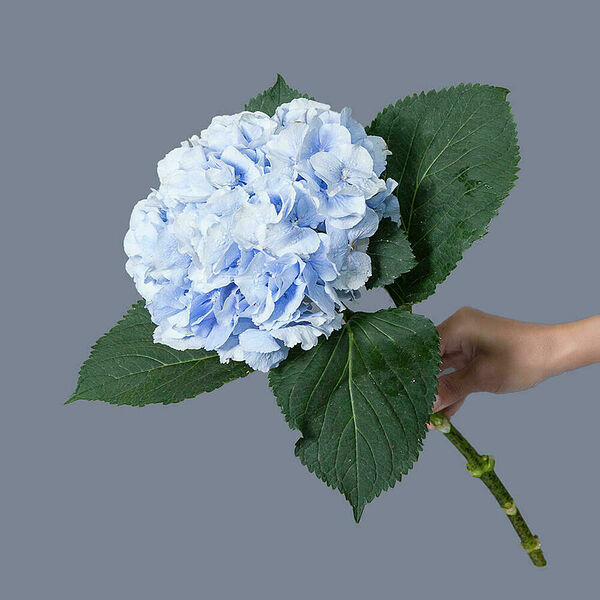 Гортензия голубая 1ст