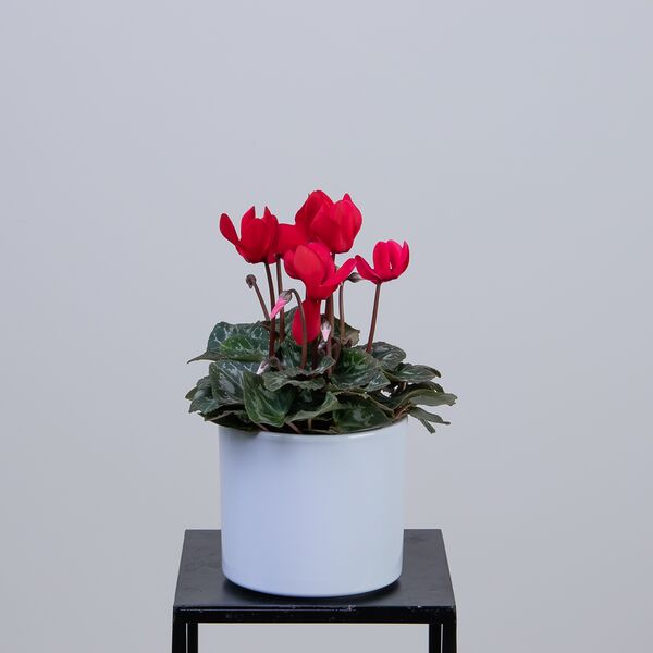 Цикламен Красный (D-12, Н-30)