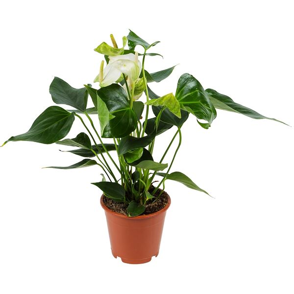 Антуриум Белый (D-12, Н-40)