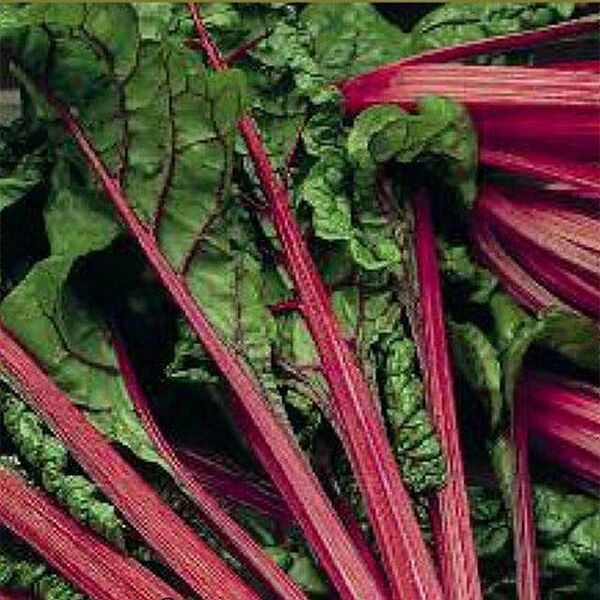 Семена Мангольд Рубин ТМ Поиск