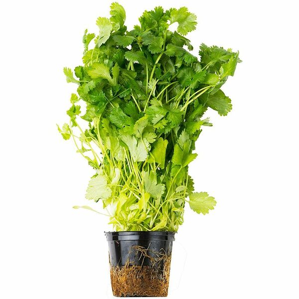 Кориандр (кинза) в горшке 1шт.