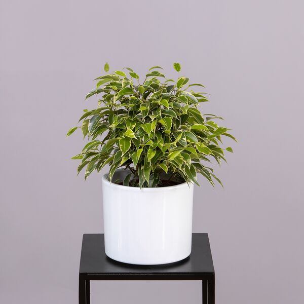 Фикус Бенжамина Кинки (D-12, Н-30)