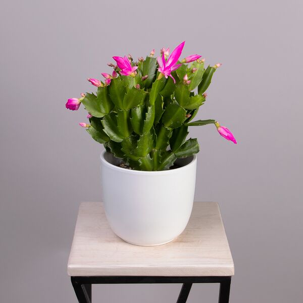 Шлумбергера Малиновая (D-13, H-20)