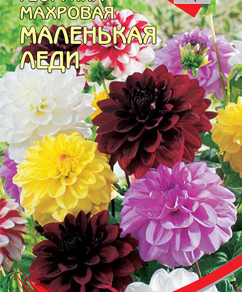 Семена Семена ДОМ СЕМЯН Георгина Маленькая леди, 15 семян