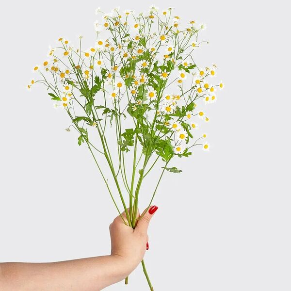 Танацетум ромашка 3 шт.