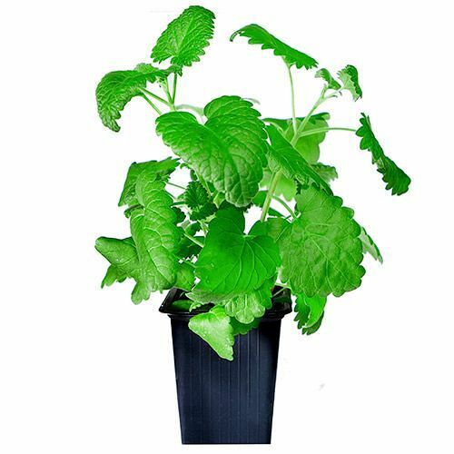 Мята кошачья  в квадратном горшочке 7х7х8см