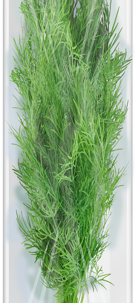 Укроп ЛЕНТА свежий