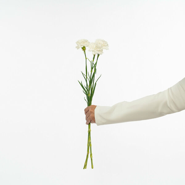 Белые гвоздики