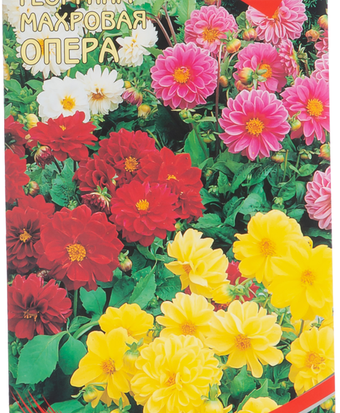 Семена  Георгина Опера махровая смесь