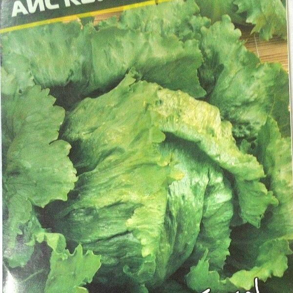 Семена салат айс квин ТМ Агрони