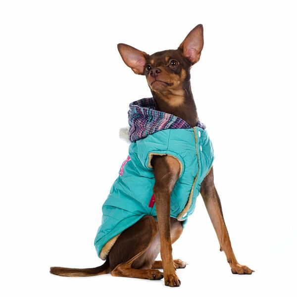 Куртка с капюшоном для собак L голубой (унисекс)