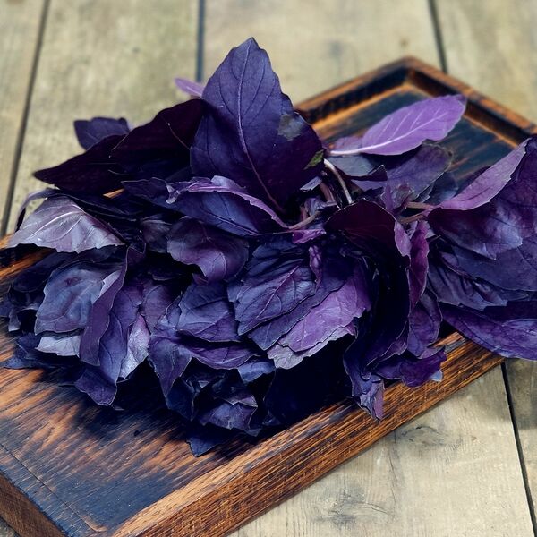 Базилик фиолетовый