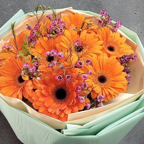 Солнечная гербера