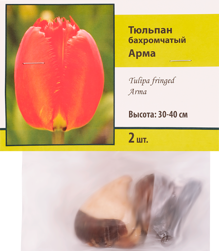 Луковицы ПОИСК Тюльпан микс, в капере, 2шт