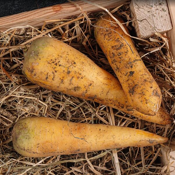 Морковь желтая